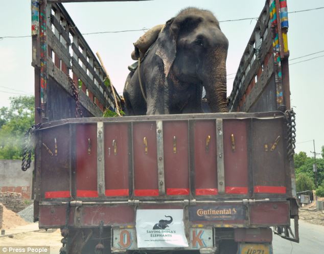 Elephant raju rescued