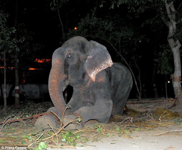 AN ELEPHANT CRIED WHILE HE WAS BEING RESCUED (PHOTOS & VIDEO)