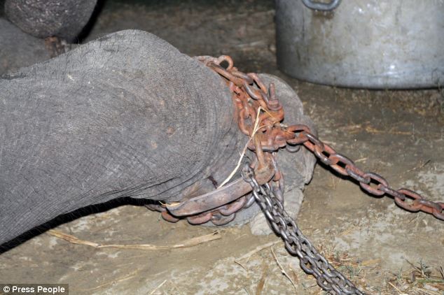 elephant raju tied up 2