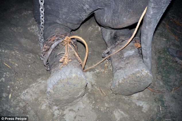 Elephant Raju tied up