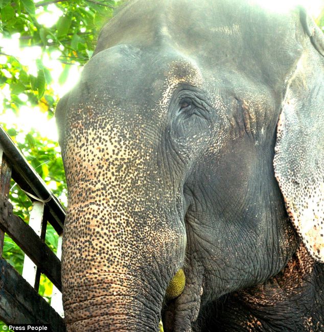 elephant raju gets food