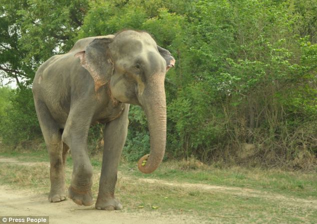 Elephant Raju from India