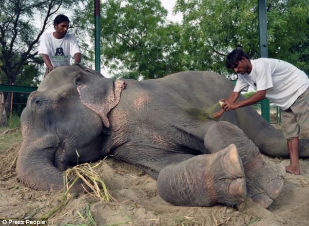 Elephant raju get cared