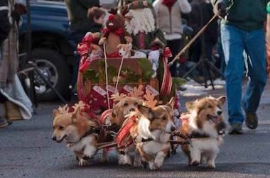 【2015 圣诞】可爱柯基犬雪橇车！