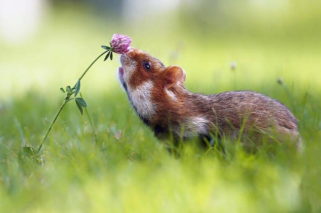 小动物也很喜欢花哦