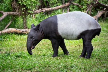 BUY & DONATE TO SAVE MALAYAN TAPIRS!