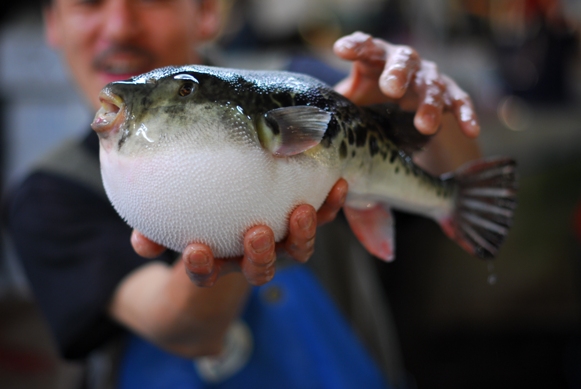 Fugu