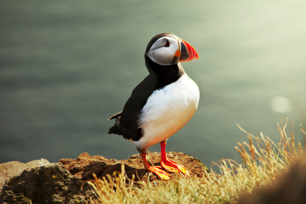 Puffin Heart