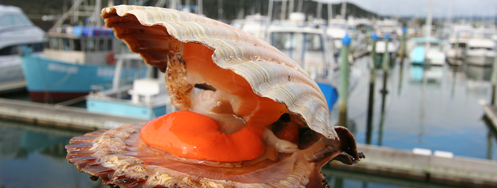 Whitianga Scallop Festival