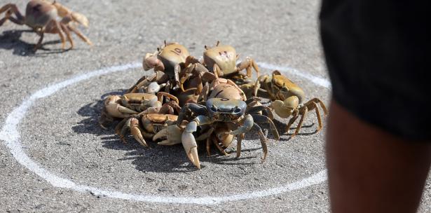 Festival Jueyero (Crab Festival) 