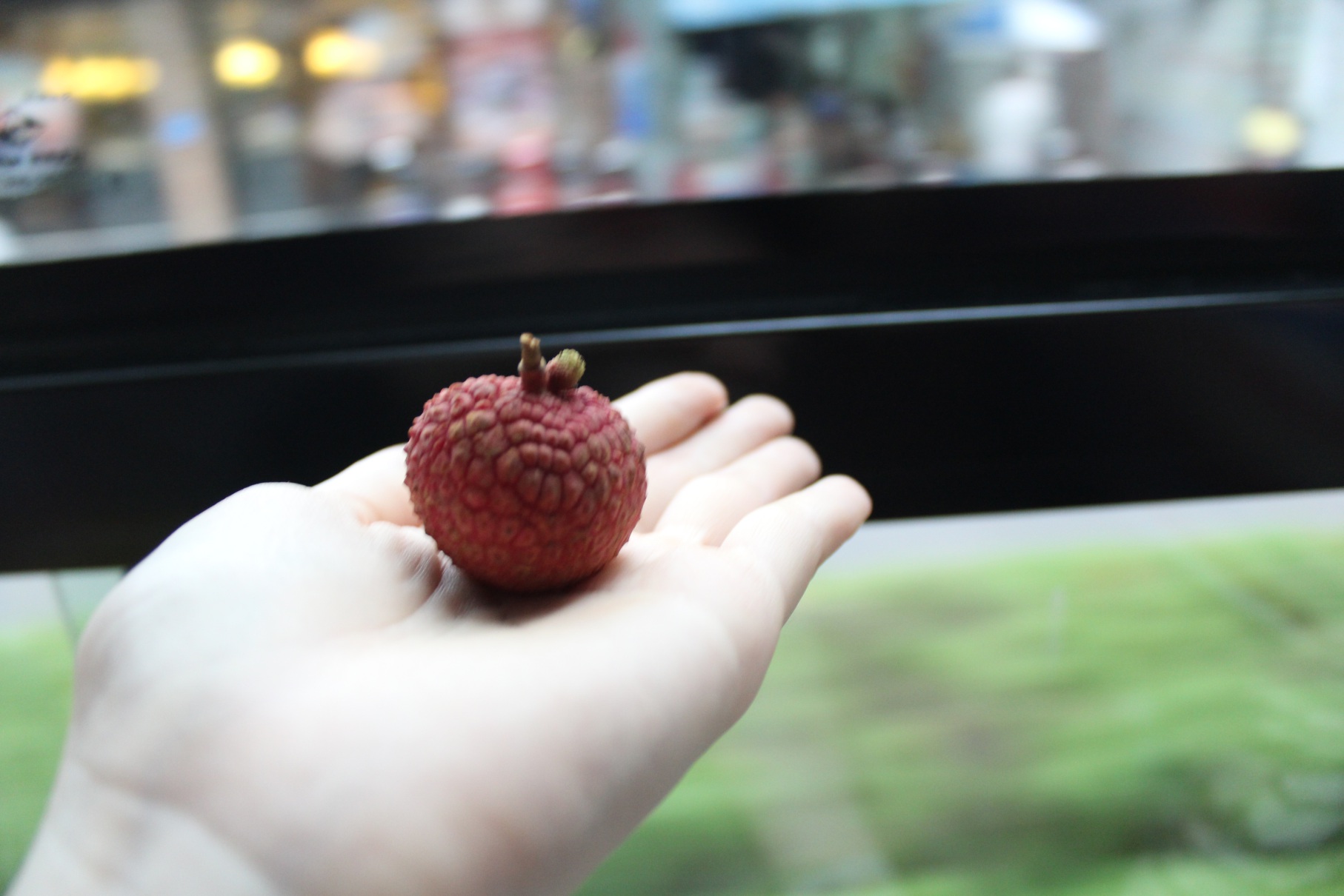 Lychee Season in Vietnam