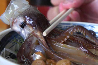 HOW DO THEY SERVE OCTOPUS/SQUID ALIVE? [VIDEO]