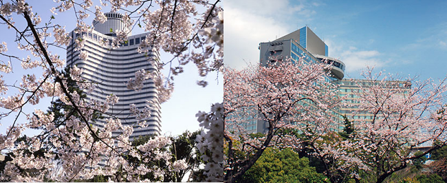 Hotel New Otani Tokyo's Attractions for the Cherry Blossom Season!