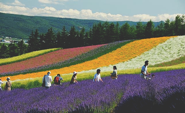 lavender world Hokkaido