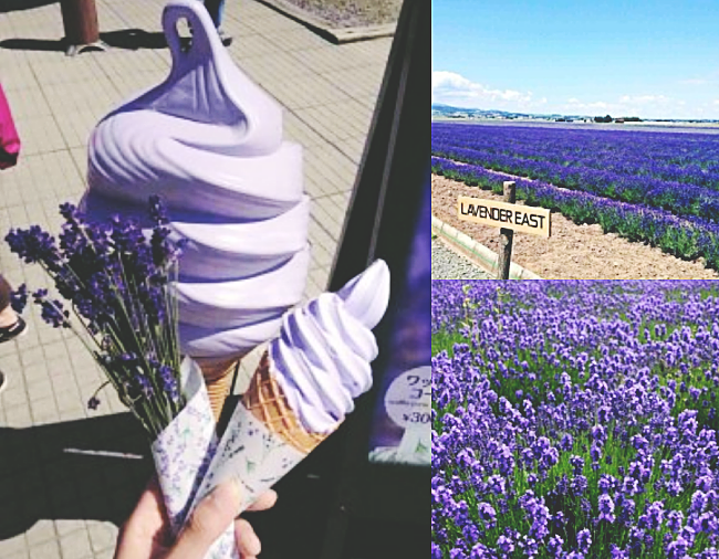 lavender world Hokkaido