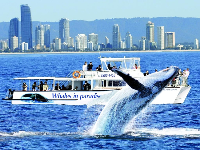 Whale watching gold coast 