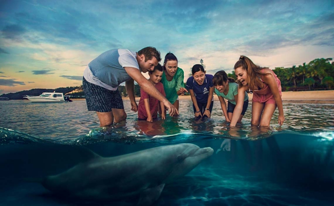 Feed dolphins in gold coast