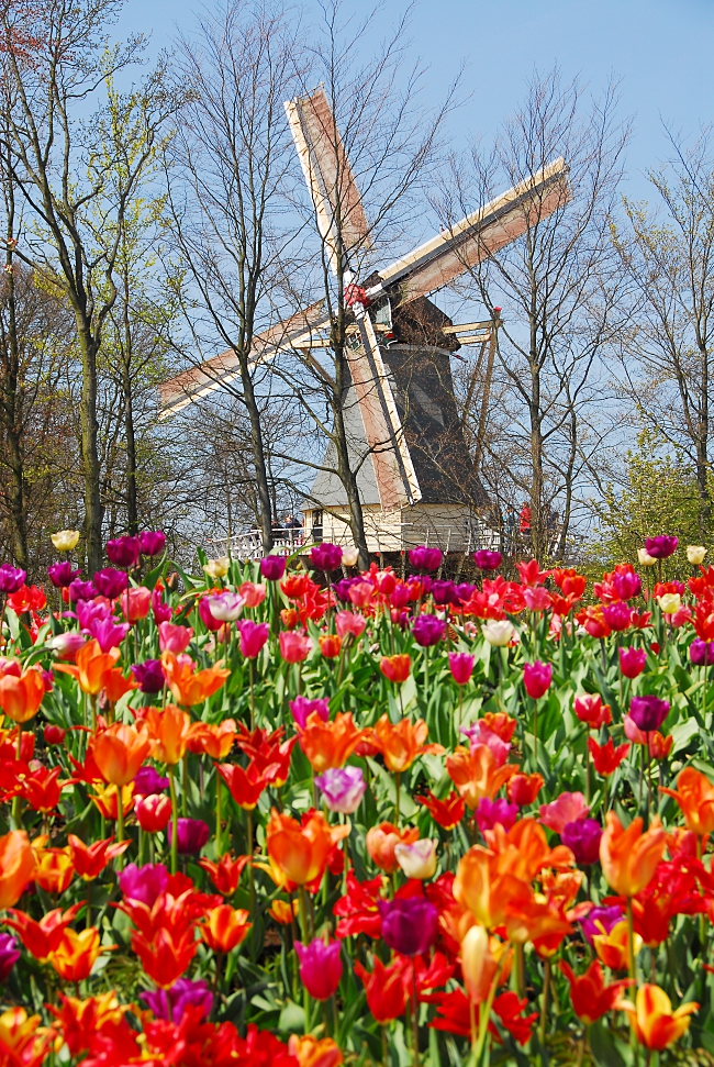 Keukenhof