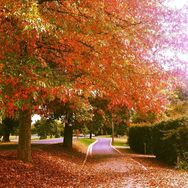 5-reasons-you-need-to-visit-melbourne-in-autumn