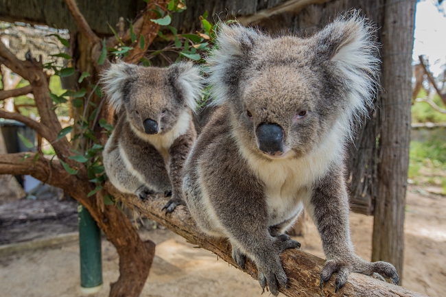 South Australia's Top 5 Wildlife Experiences!