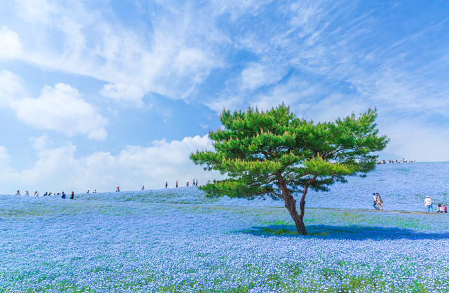 This Blue Universe Exist In Japan!