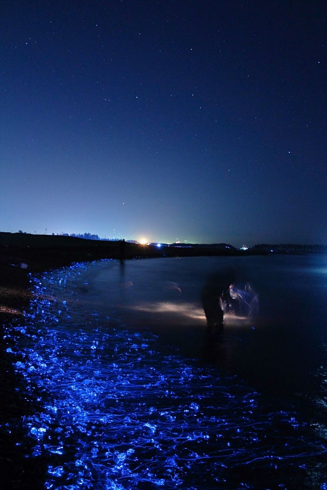 Glowing Sea In Japan