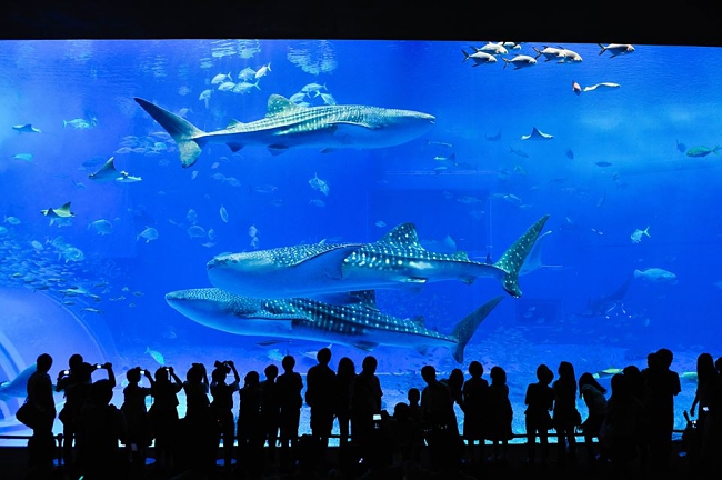 5 Things To Know About Okinawa Churaumi Aquarium In Japan