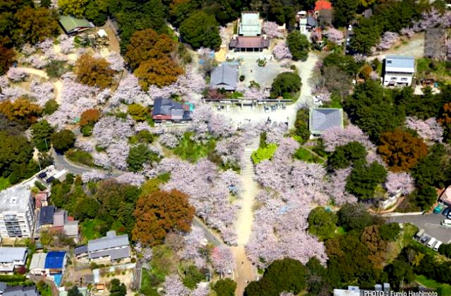 Top 4 Places To Experience Cherry Blossom In Sendai Japan!