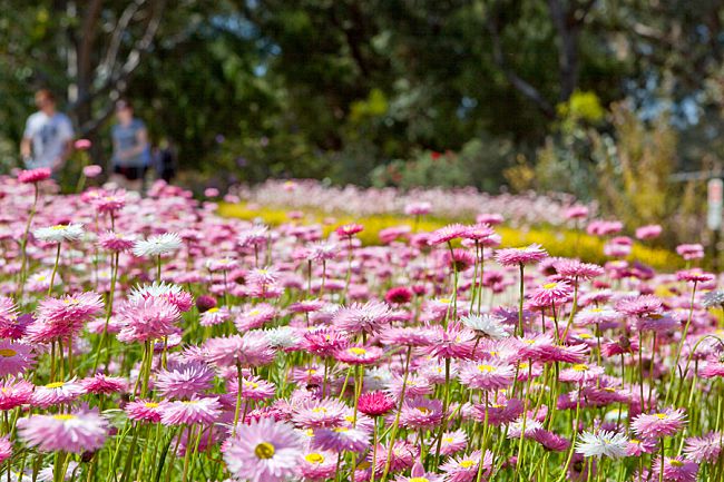 7 Spring Time Wonders in Western Australia!