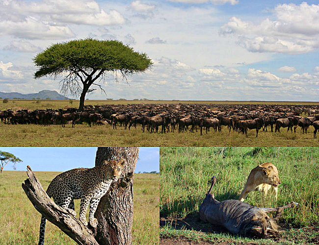 5 Must Visit National Parks In Tanzania!