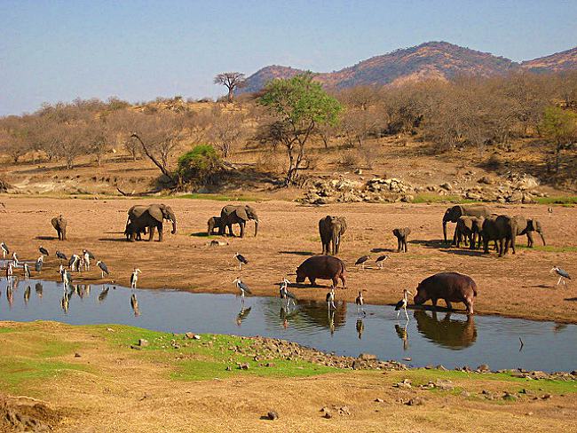 5 Must Visit National Parks In Tanzania!