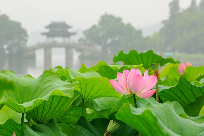 What To Expect At This 5D4N Shanghai, Hangzhou & Suzhou Muhibbah Tour