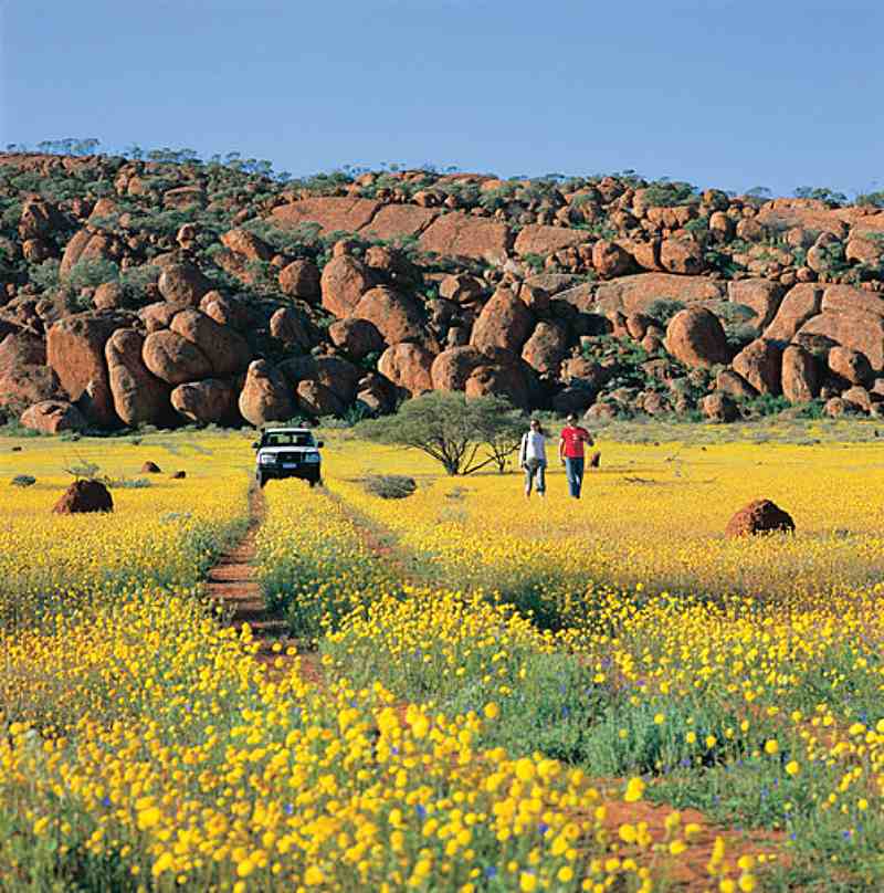 All for the Gram – Discover the Best of Western Australia’s Wildflower Hotspots 