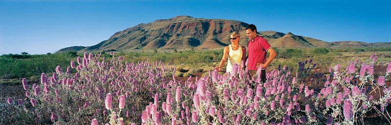 All for the Gram – Discover the Best of Western Australia’s Wildflower Hotspots 