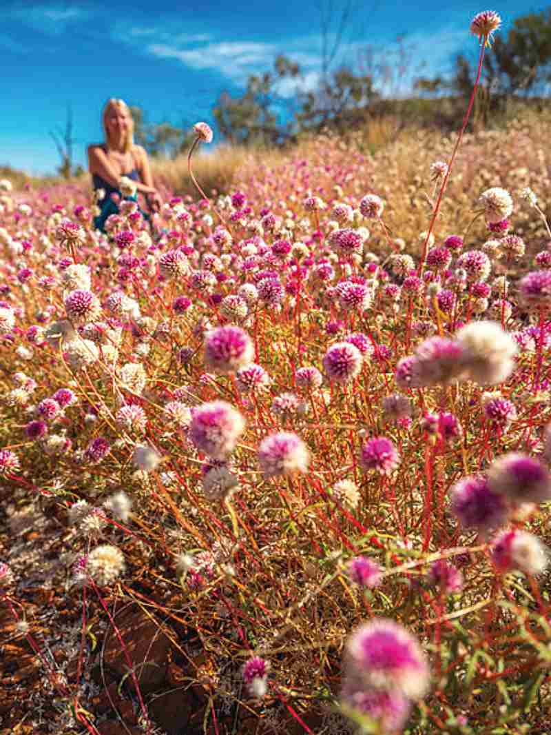 All for the Gram – Discover the Best of Western Australia’s Wildflower Hotspots 