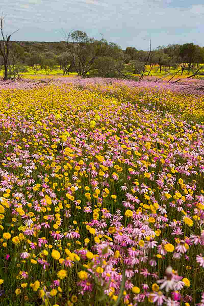 All for the Gram – Discover the Best of Western Australia’s Wildflower Hotspots 