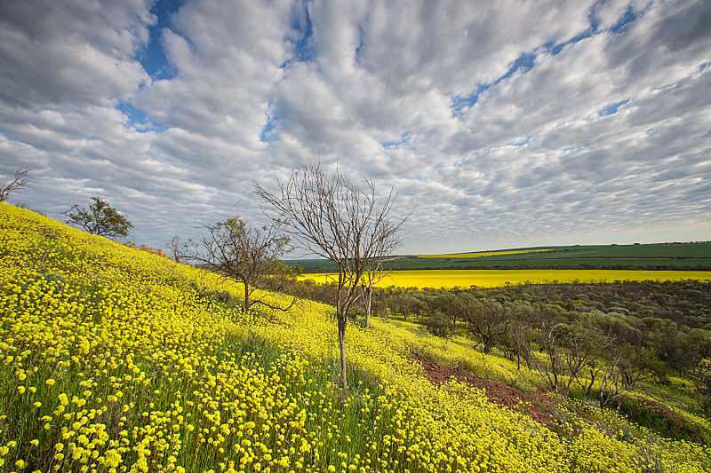 All for the Gram – Discover the Best of Western Australia’s Wildflower Hotspots 