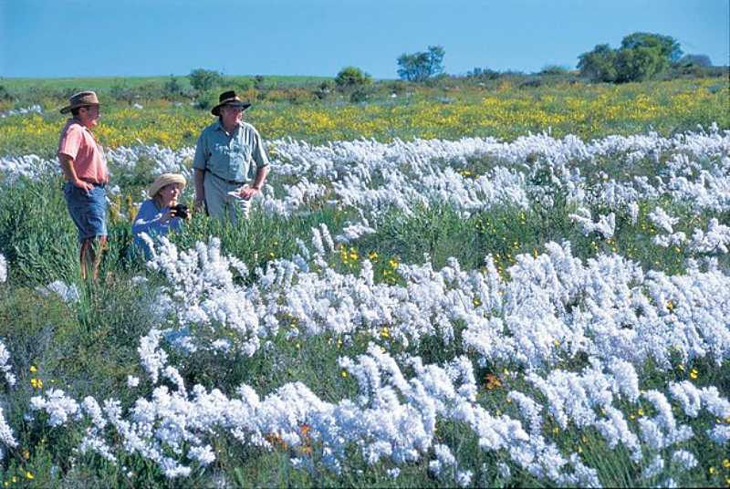 All for the Gram – Discover the Best of Western Australia’s Wildflower Hotspots 