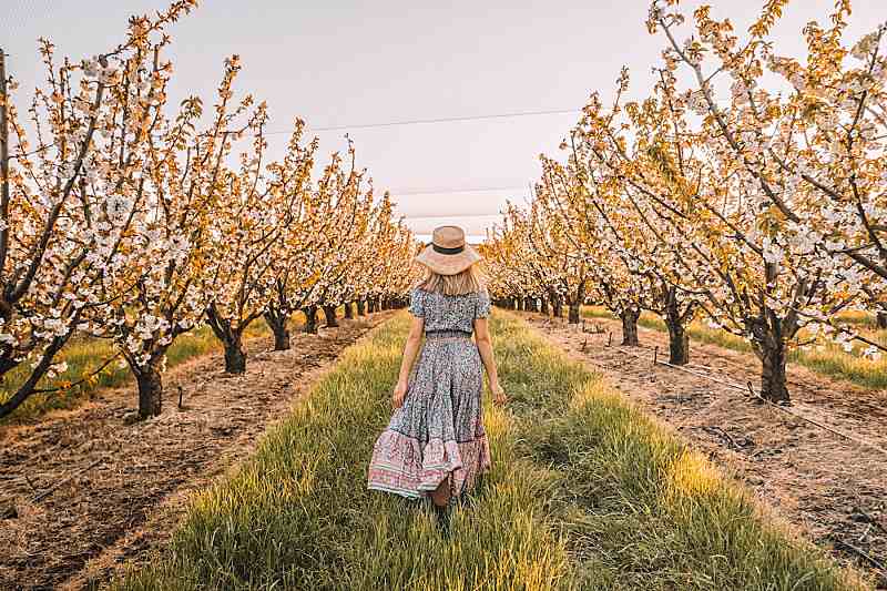 Springtime Splendour Blooming To Life!