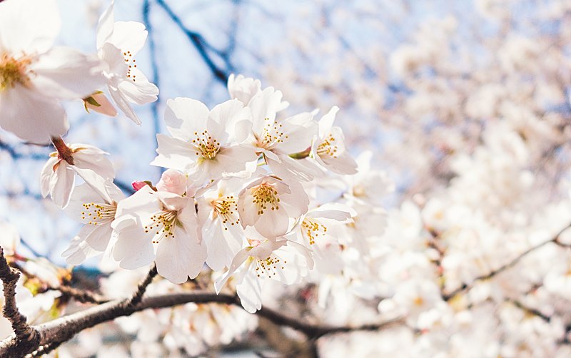 Springtime Splendour Blooming To Life!