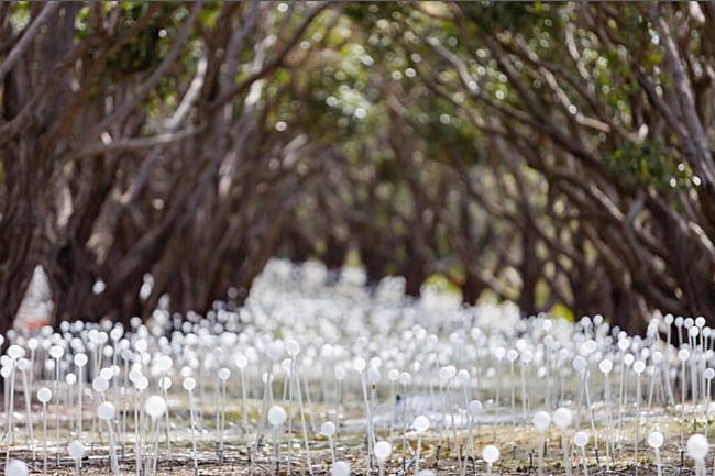 There’s A Field Filled With Lights Somewhere In Western Australia