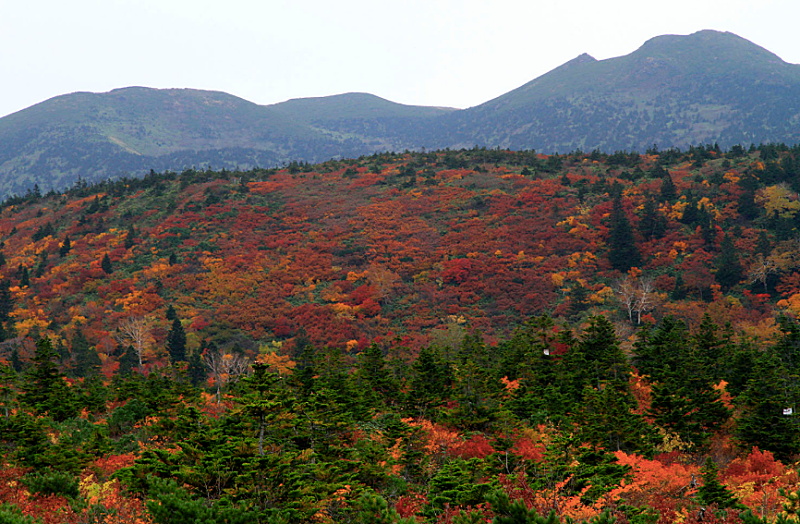 4 Gorgeous Autumn Foliage Spots In Japan! 