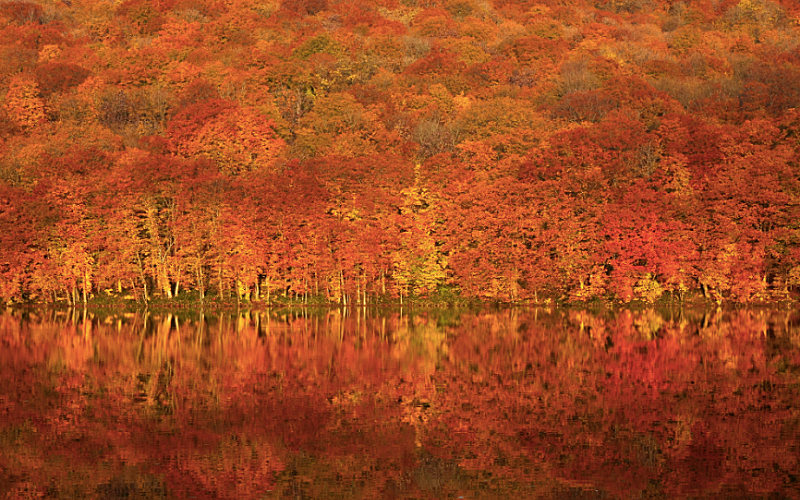 4 GORGEOUS AUTUMN FOLIAGE SPOTS IN JAPAN! 