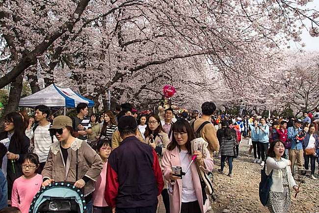 7 Beautiful Cherry Blossom Spots You Won’t Want To Miss This Spring 2019