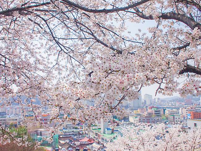 7 Beautiful Cherry Blossom Spots You Won’t Want To Miss This Spring 2019