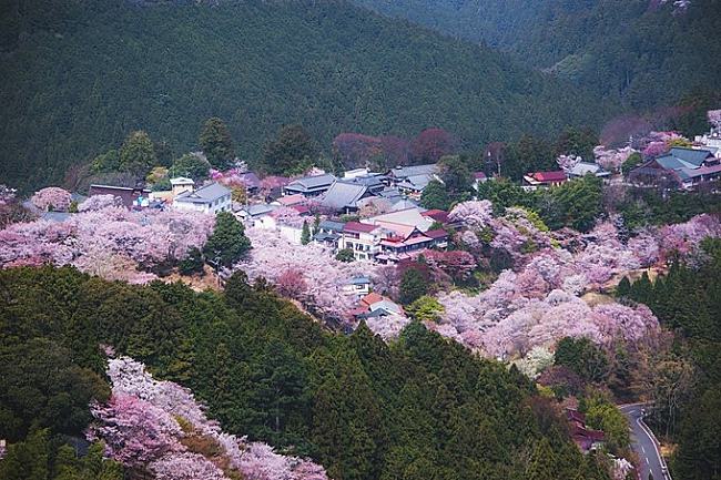 7 Beautiful Cherry Blossom Spots You Won’t Want To Miss This Spring 2019