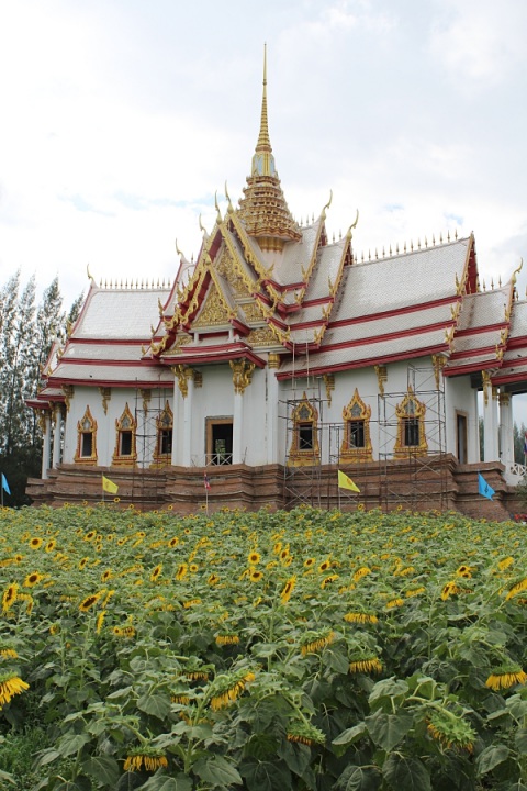 Sorapong Temple filled with Sunflowers