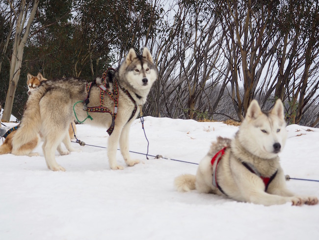 【墨尔本｜雪山之旅】与哈士奇在雪中奔驰吧！