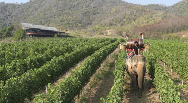 huahin winery