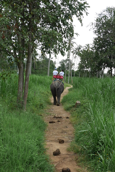 elephant ride